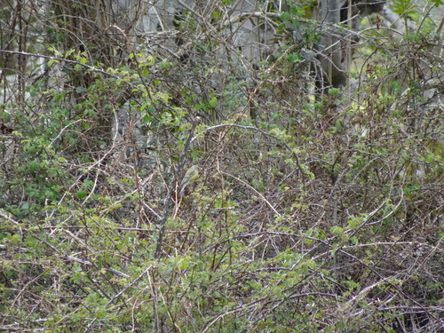 Corsican Finch (Carduelis corsicana), photo 4