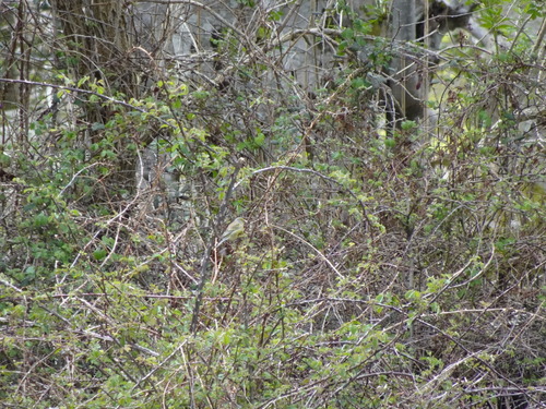 Corsican Finch (Carduelis corsicana), photo 3