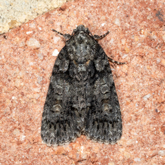 Acronicta increta