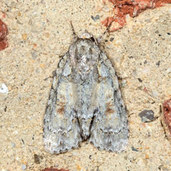 Acronicta ovata