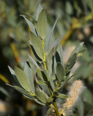 Salix orestera
