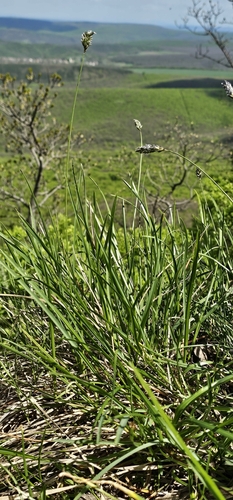 Sesleria sadleriana, 2025-04-21