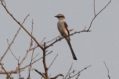 Pericrocotus albifrons