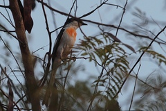 Pericrocotus albifrons