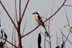 Pericrocotus albifrons