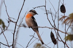 Pericrocotus albifrons