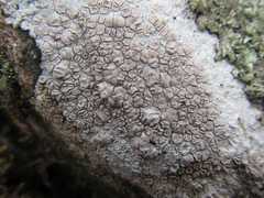 Lecanora farinacea