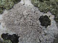 Lecanora farinacea