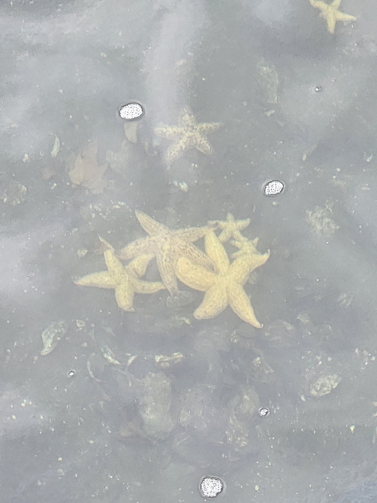 Northern Pacific Sea Star from Hobart TAS, Australia on April 21, 2025 ...