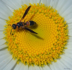 Parancistrocerus histrio
