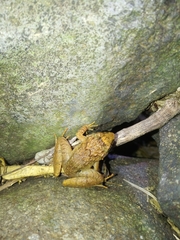 Limnonectes microdiscus