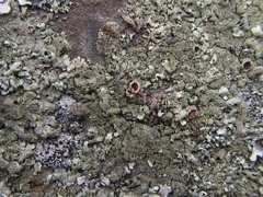Xanthoparmelia tasmanica