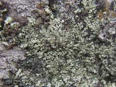 Xanthoparmelia tasmanica