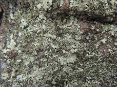 Xanthoparmelia tasmanica