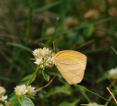 Eurema laeta