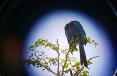 Cyanocorax melanocyaneus