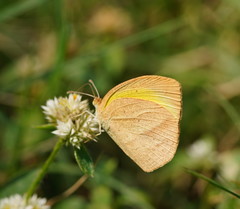 Eurema laeta