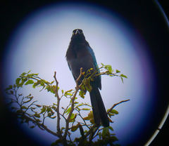 Cyanocorax melanocyaneus