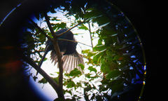 Cyanocorax melanocyaneus