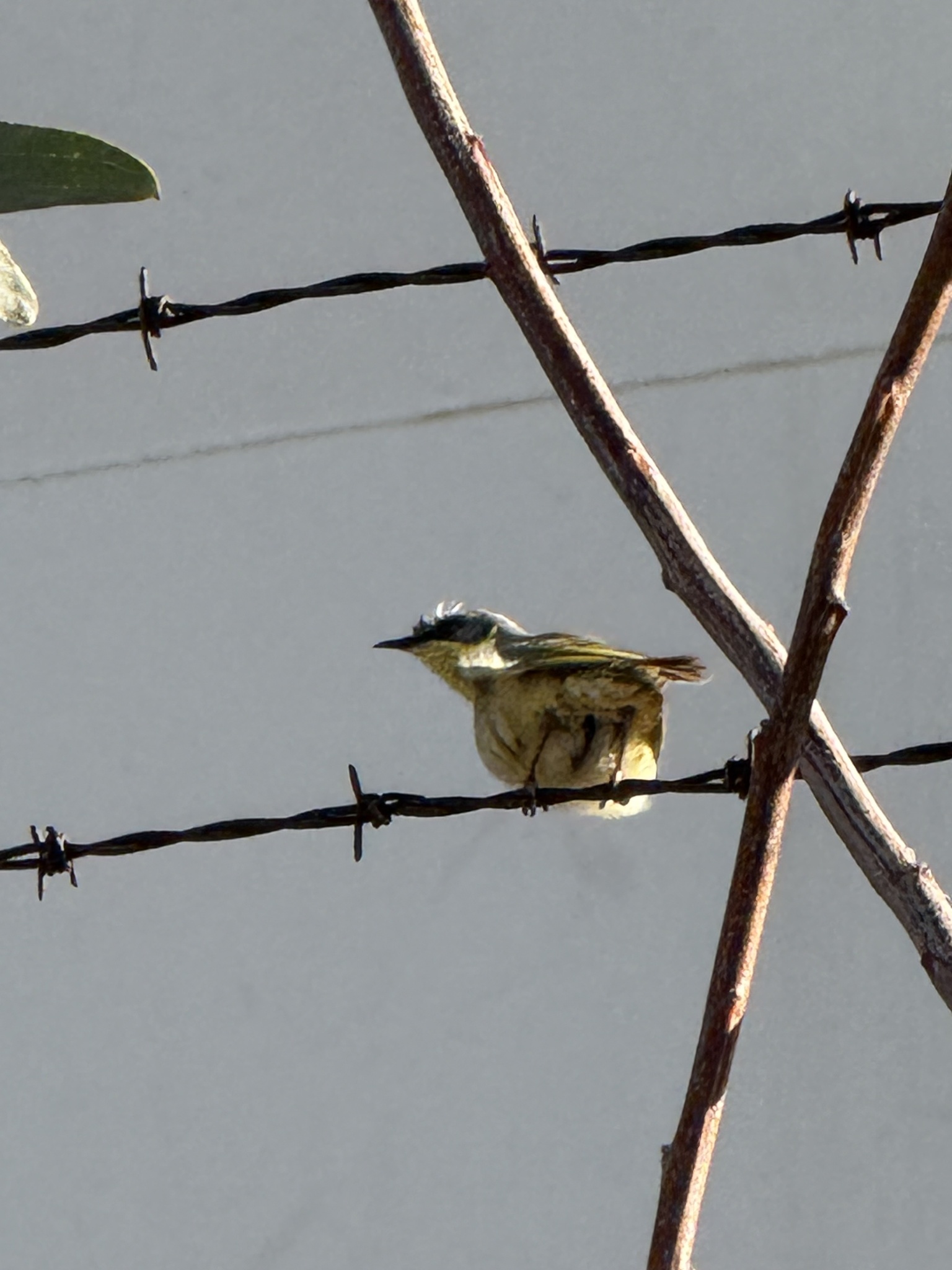 Grey-headed Honeyeater (Ptilotula keartlandi), photo 4