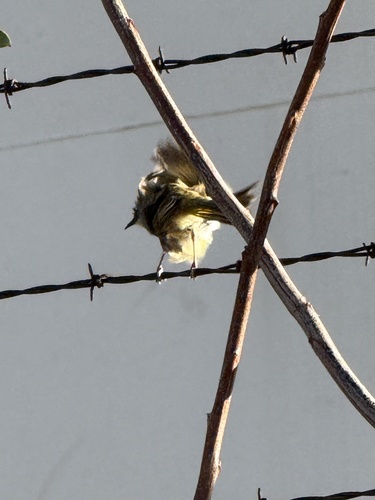 Grey-headed Honeyeater (Ptilotula keartlandi), photo 5