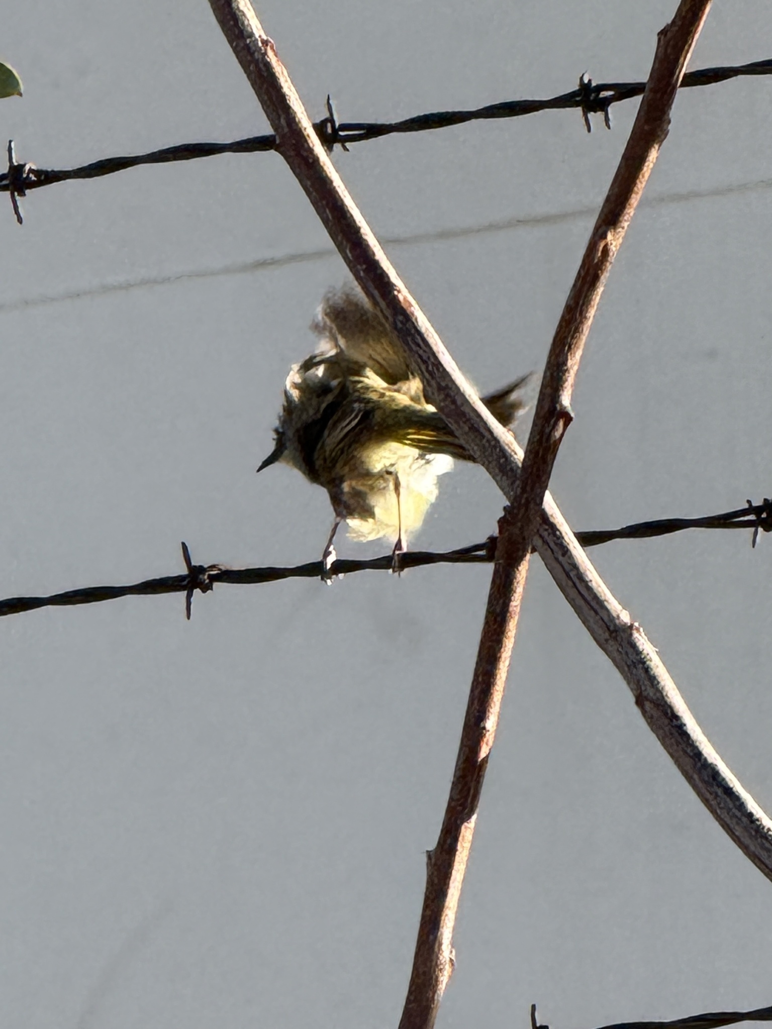 Grey-headed Honeyeater (Ptilotula keartlandi), photo 5