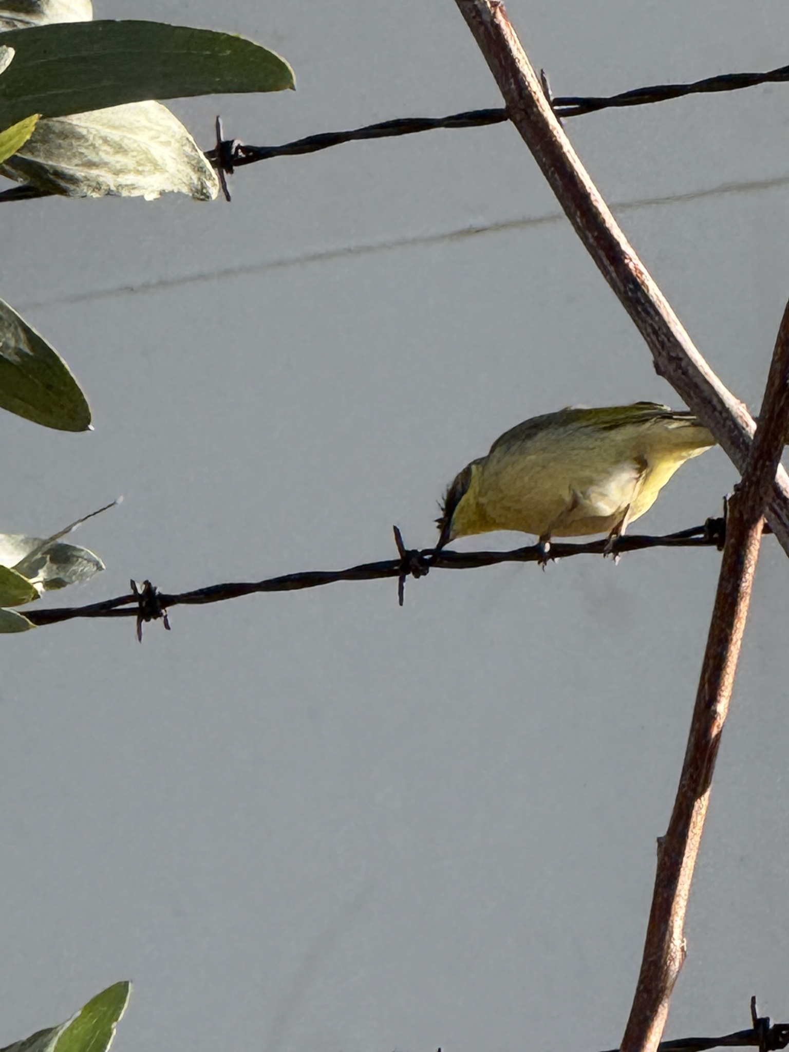 Grey-headed Honeyeater (Ptilotula keartlandi), photo 6