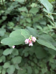 Symphoricarpos albus