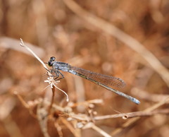 Ischnura pruinescens