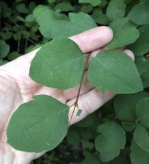 Symphoricarpos albus