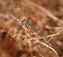 Ischnura pruinescens