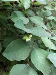 Symphoricarpos albus