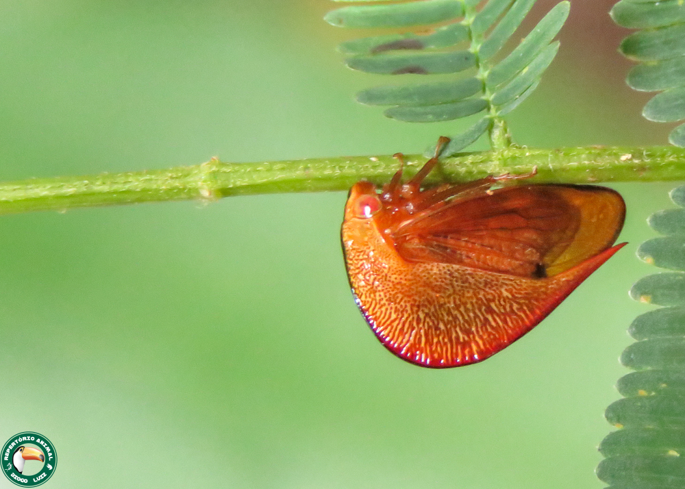 Cymbomorpha convexa