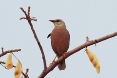 Burmese Myna photo 4