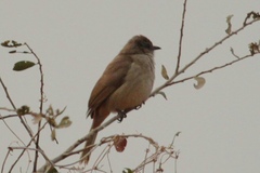 Pycnonotus blanfordi