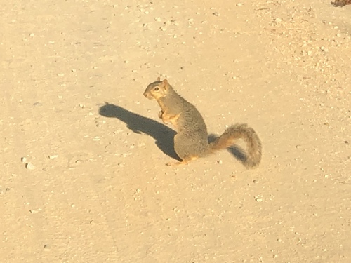 iNaturalist observation photo of Eastern Fox Squirrel
