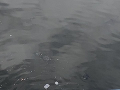 Trachemys scripta elegans