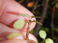 Coprosma (Coprosma crassifolia)