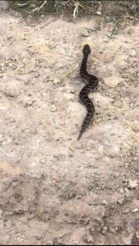 Puff Adder