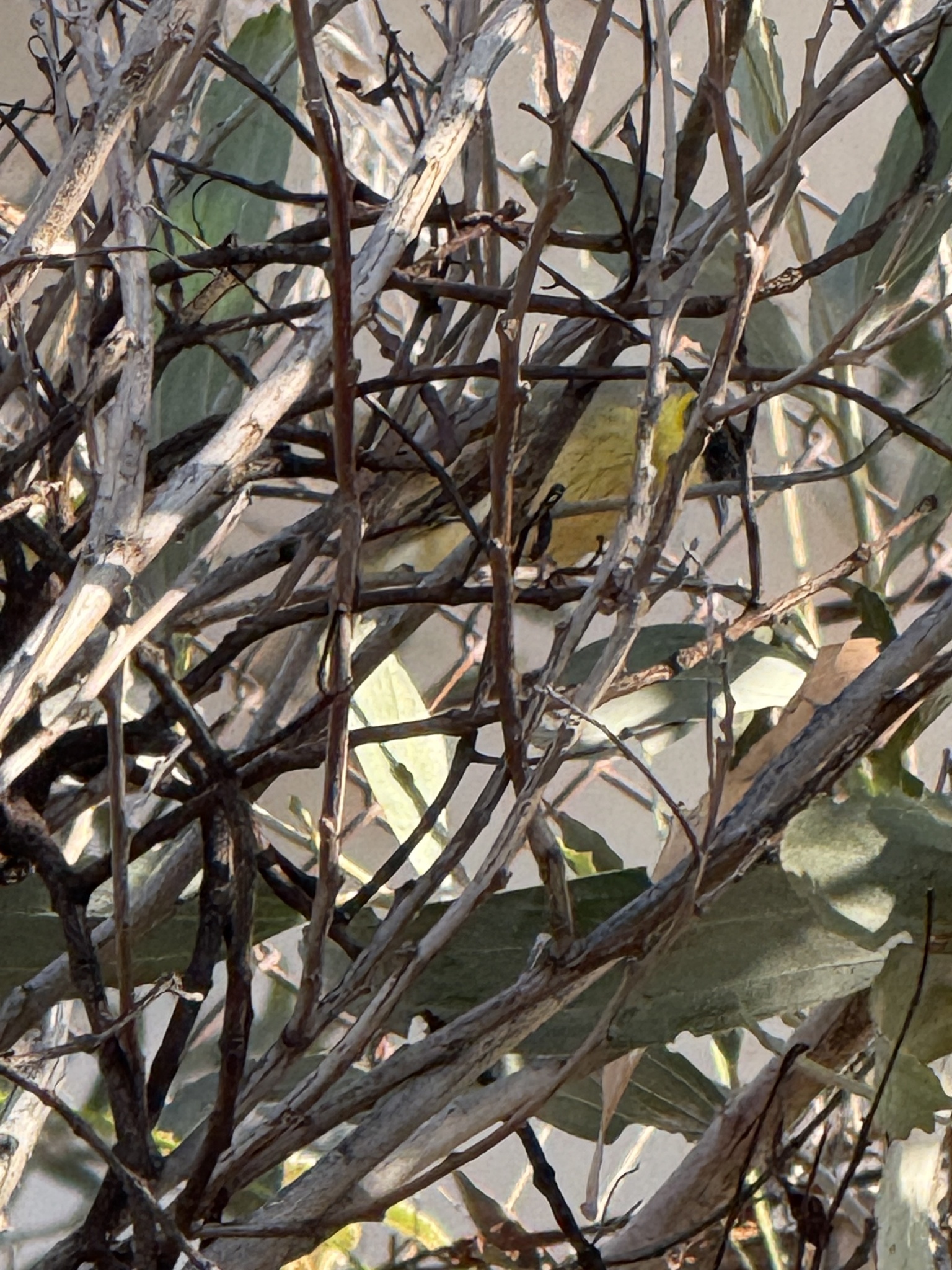 Grey-headed Honeyeater (Ptilotula keartlandi), photo 7
