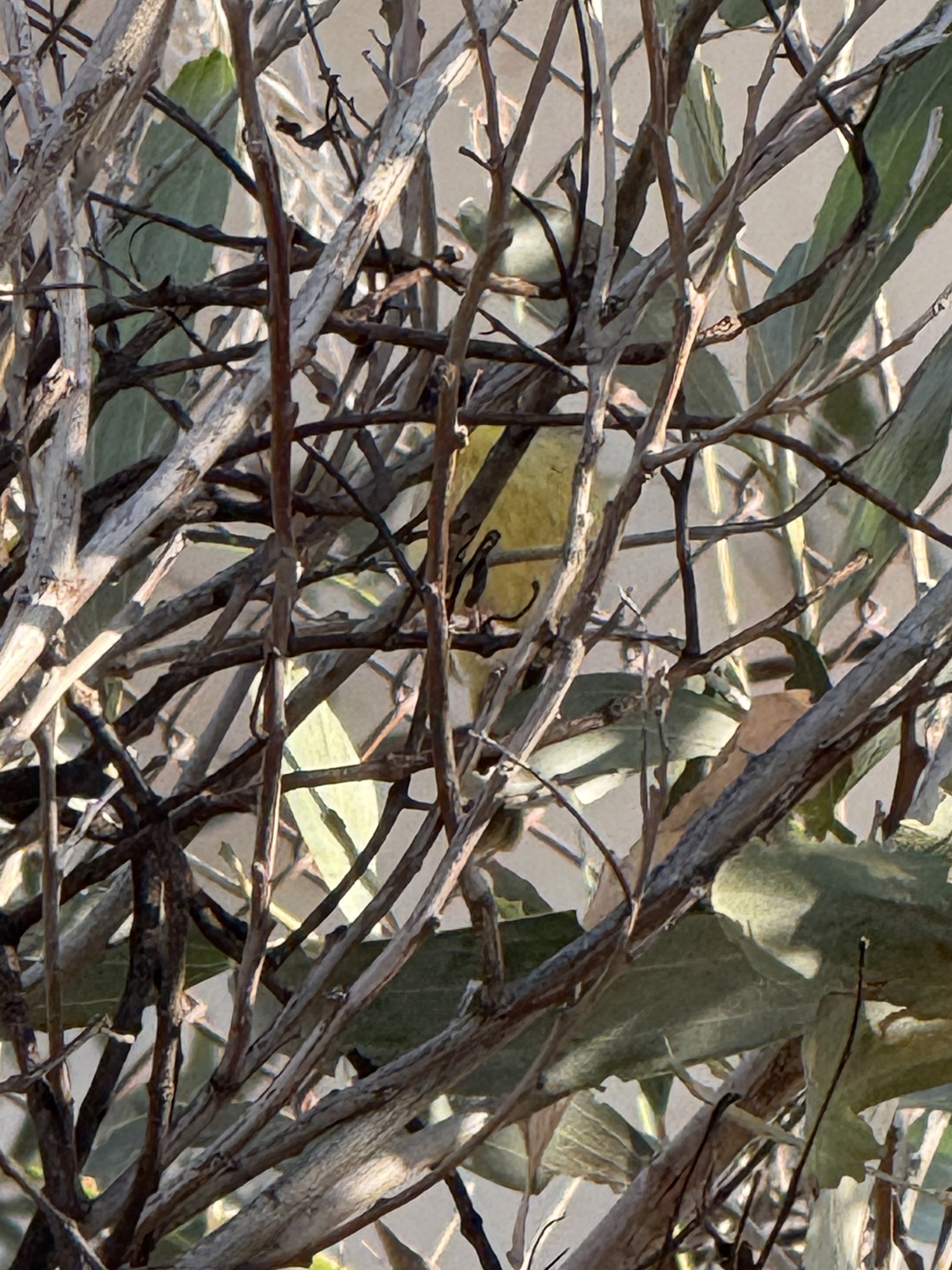 Grey-headed Honeyeater (Ptilotula keartlandi), photo 8