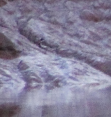 Charadrius semipalmatus