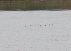 Charadrius semipalmatus