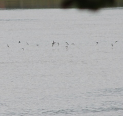 Charadrius semipalmatus