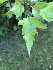 Acer ginnala