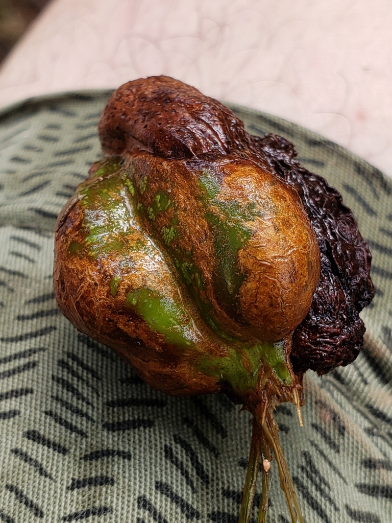 Blackberry Knot Gall Wasp