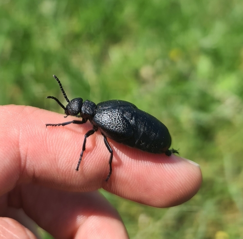 Meloe cicatricosus