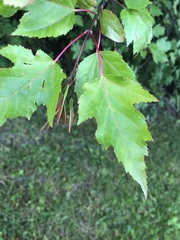 Acer ginnala