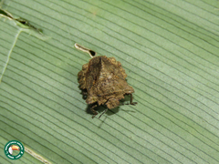 Cyrtocoris egeris