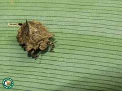 Cyrtocoris egeris